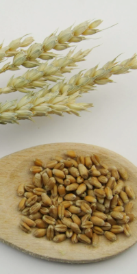 Wheat